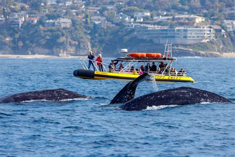 Whale watching dana point - Whales are visible directly from the Nature Center patio and from the CNLM Dana Point Preserve Trail, specifically Overlooks 2 and 3. Binoculars are available for free and can be checked out from the Nature Center which is open Tuesday through Saturday from 10am to 4pm. Many marine mammals can be seen year-round, including common dolphins ...